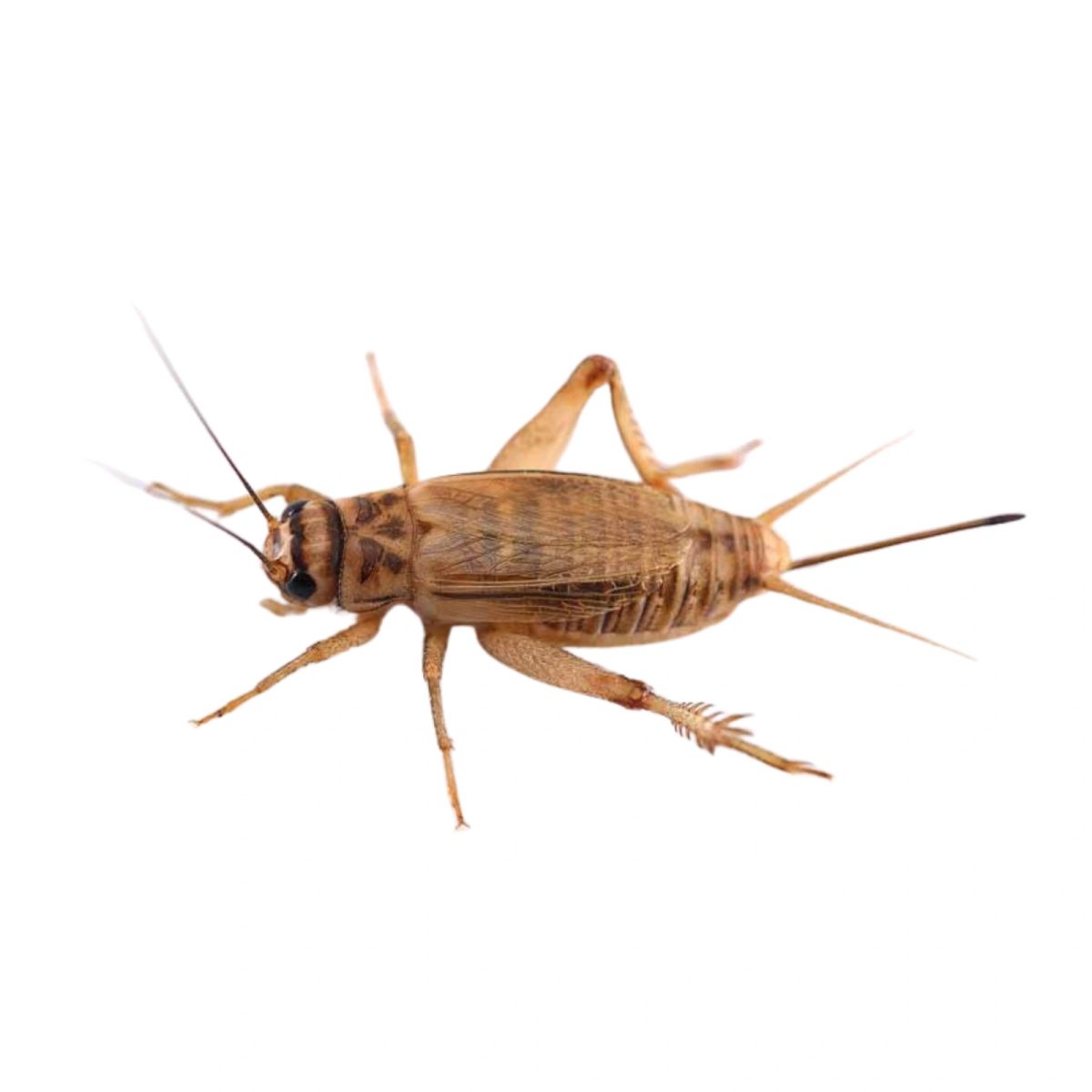 Picture of Feeder Crickets (Acheta domesticus)